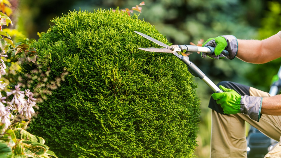 Landscaping and Gardening